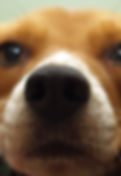 Puppy Close Up