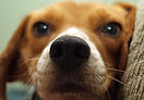 Puppy Close Up