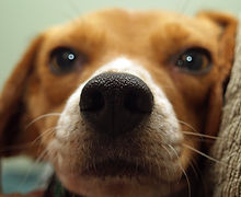 Puppy Close Up