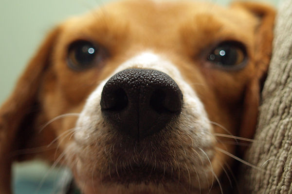 Welpen Close Up