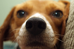 Puppy Close Up