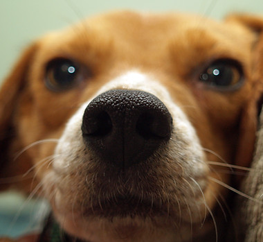 Puppy Close Up