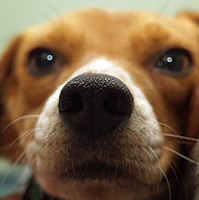 Puppy Close Up