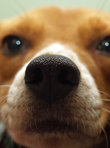 Dog Close-Up