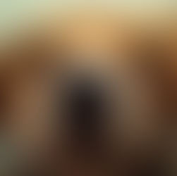 Camping, Hiking, & Backpacking with Your Hound  