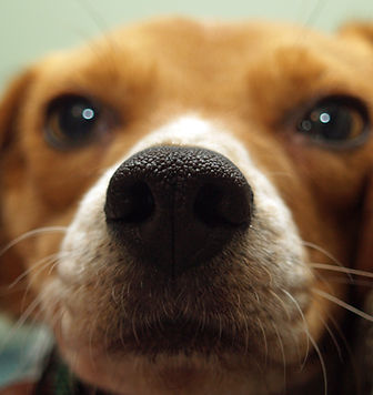 Welpen Close Up