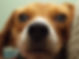 Filhote de cachorro Plano
