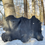 Thumbnail: Black Walnut Deer Rawhide - 1