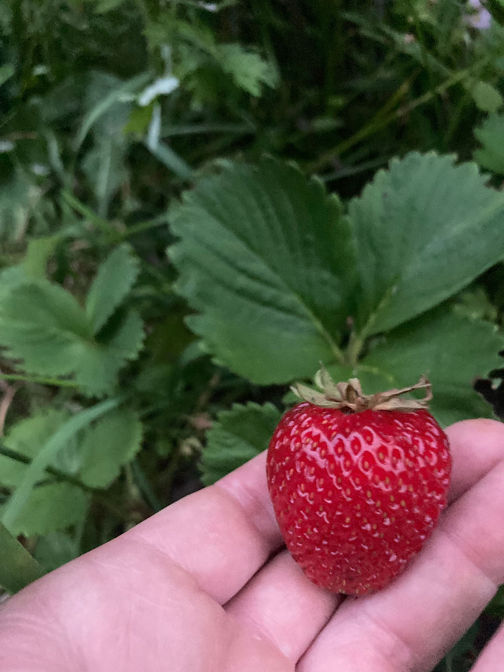 Thumbnail: Strawberry Rhubarb Jam