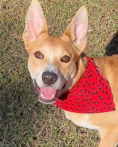 Houston fence company dog mission1.jpg