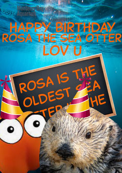 [040] Rosa poster