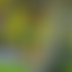 OFFICIEL : Johan Audel adversaire des Verts en Europa League !