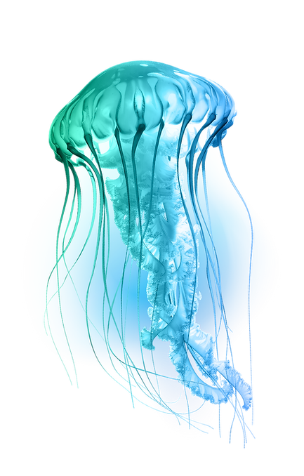 Decorative Jellyfish