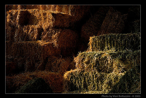 Vieri's farm photos 017.jpg