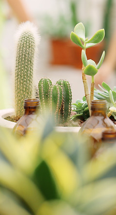 Plant Nursery