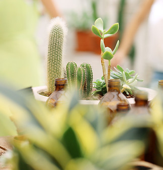 植物照護