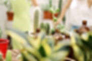 Plant Nursery