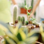 Plant Nursery
