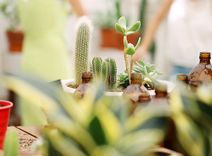 植物照護