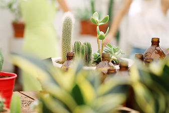 多肉植物とサボテン
