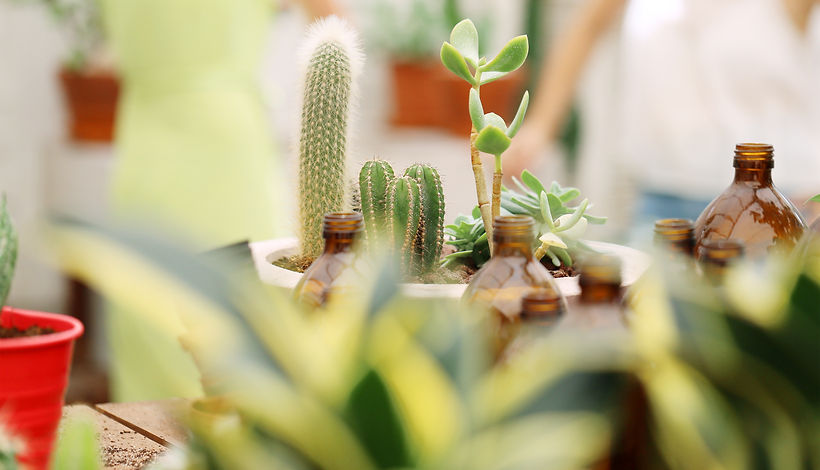 Plant Nursery
