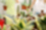 Plant Nursery