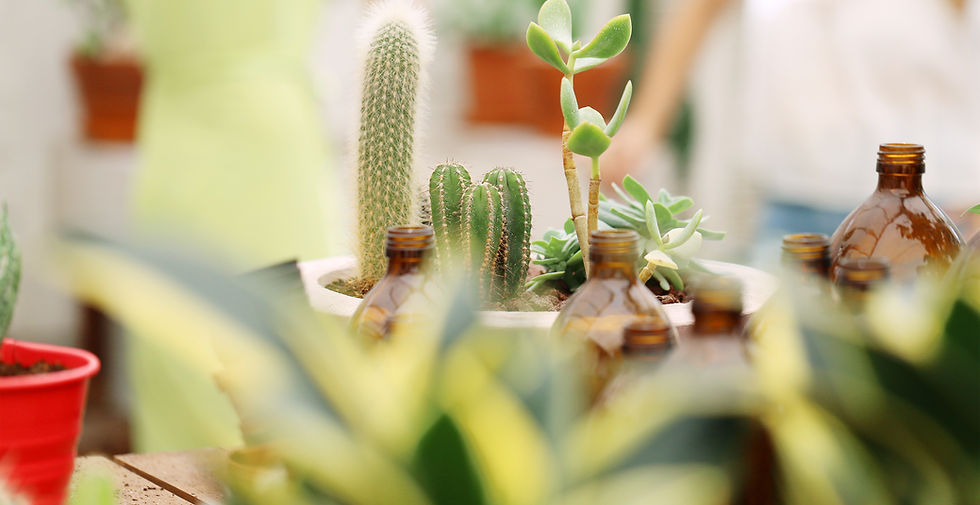 Plant Nursery