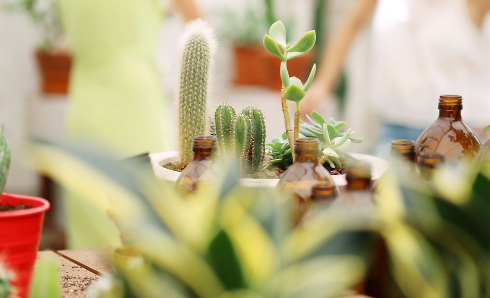 Plant Nursery