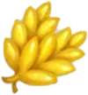 Пшениця