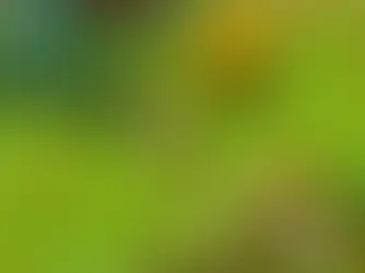 🦌 Як виглядає Благородний Олень