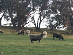 sheep