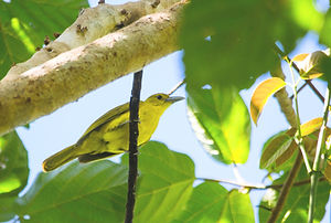 Species Conservation Projects - Isabela Oriole