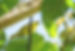 Species Conservation Projects - Isabela Oriole