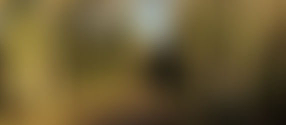 Qu'ils sont beaux nos chemins de forêts