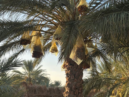 Les palmiers dattiers en Tunisie : Un trésor culturel et économique