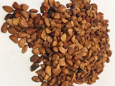 rosehip seeds.jpeg