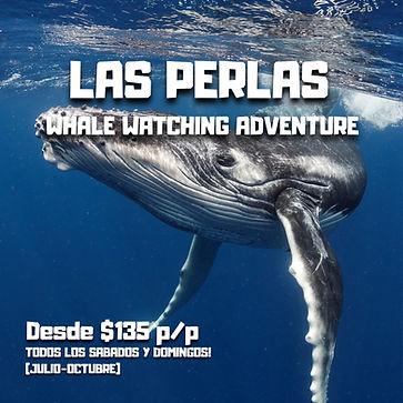 LAS PERLAS WHALE WATCHING ADVENTURE-3.jpg