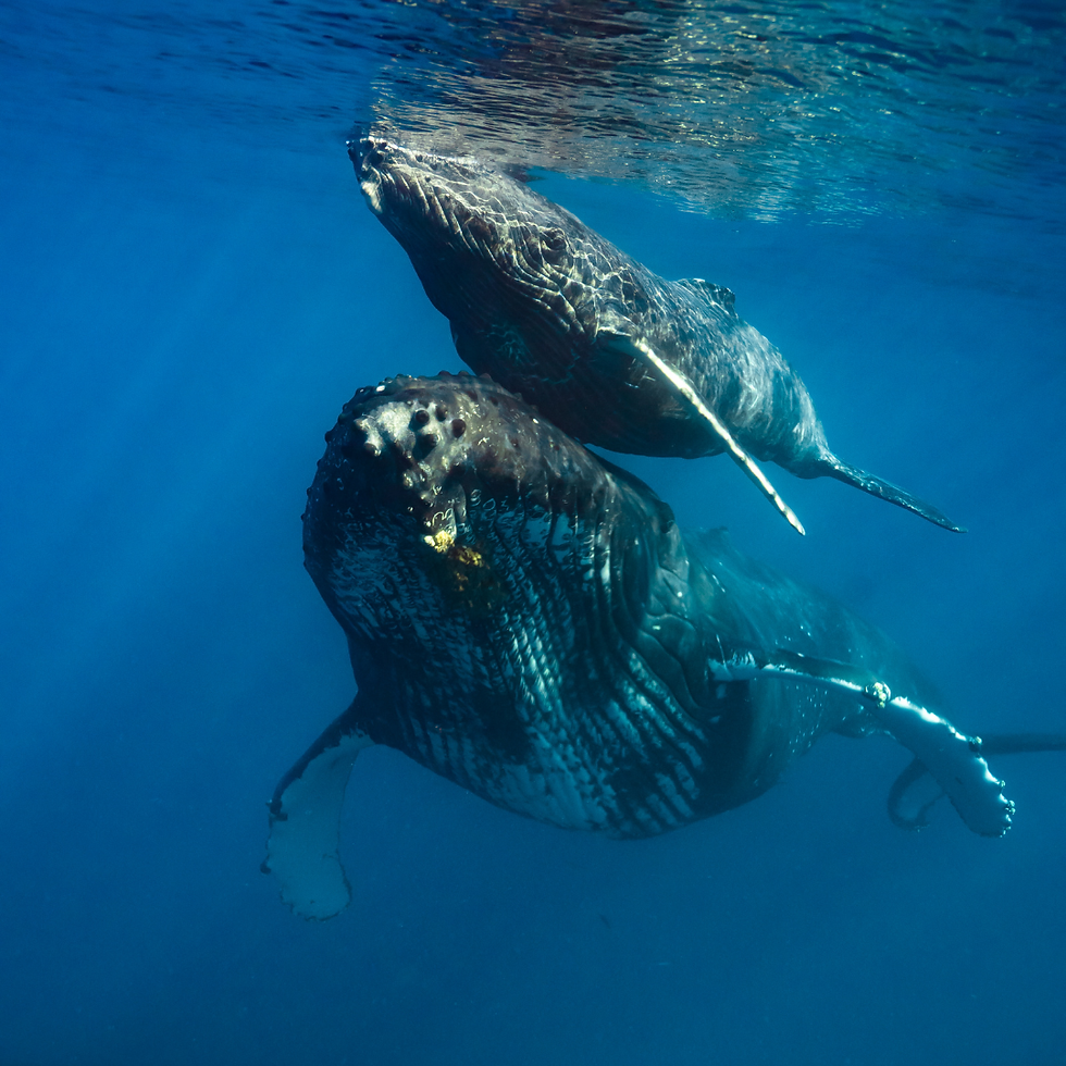 ballenacria