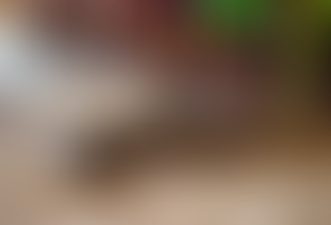 Everglades - A vida selvagem nos pântanos da Florida - Estados Unidos