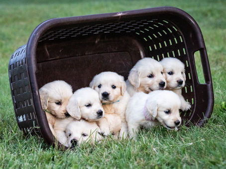 Sunshine’s Puppies Ready!