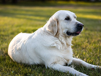 Lacey 3.JPG