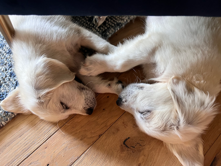 Photos from those who have adopted from us