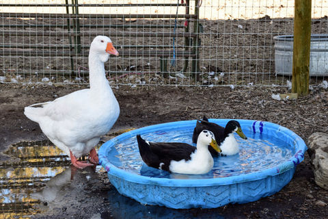 GOOSE SPRINGSTEEN, BERT AND ERNIE