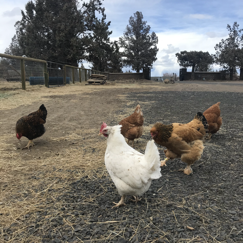 Are Chickens Actually Smarter Than You Think?.....YEP!