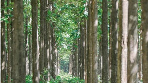 Timber Sector Generates Value with Sustainable Practices