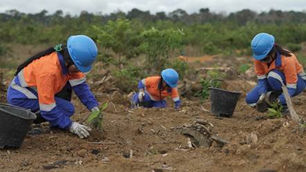 #Indústria - Com protagonismo comunitário, áreas mineradas de Juruti deverão receber plantio recorde de 344 mil mudas em 2026
