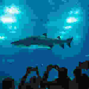 group of people taking picture of shark