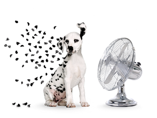 Ce qu'il faut savoir sur les dalmatiens