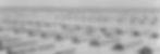Dorothea Lange national archive ID 536152_edited_edited.jpg
