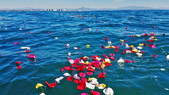 Fresh rose and flower petals being scattered on the ocean for sea scattering ceremony of creamains